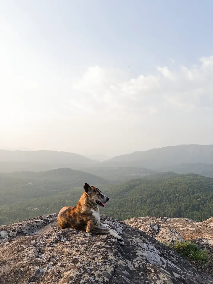 A dog resting on a rock at the top of Bandekallu Gudda, looking out over misty hills