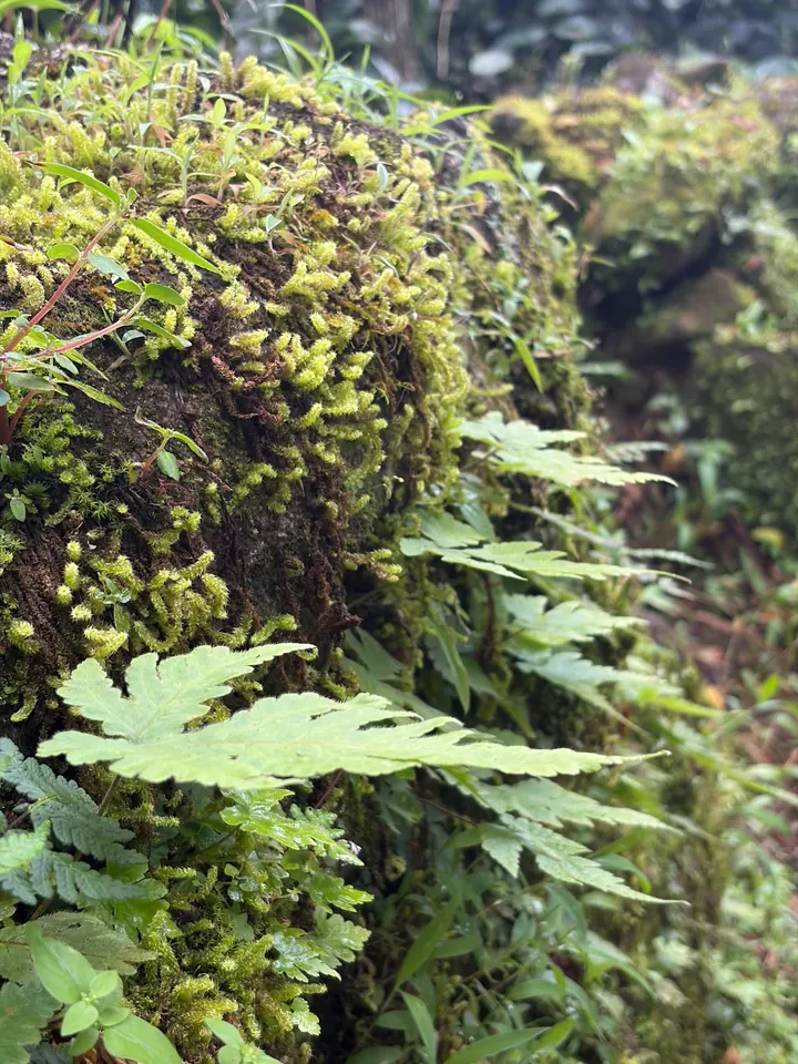 Ferns and moss growing on rocks along the Bandekallu Gudda trail