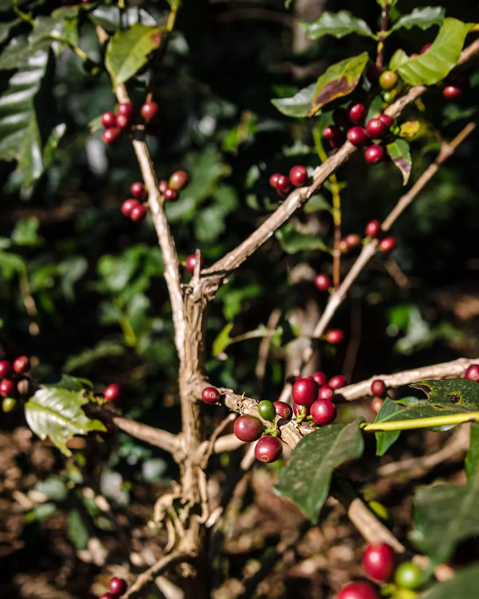 Ripe red coffee cherries on a branch at a coffee estate in Chikkamagaluru