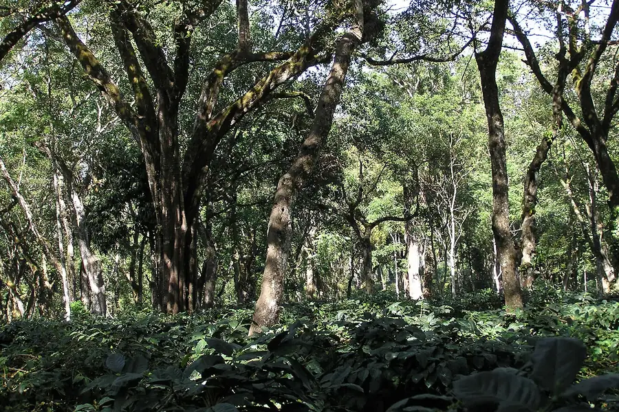 Coffee plants growing in the shade of tall trees on an estate in Chikkamagaluru