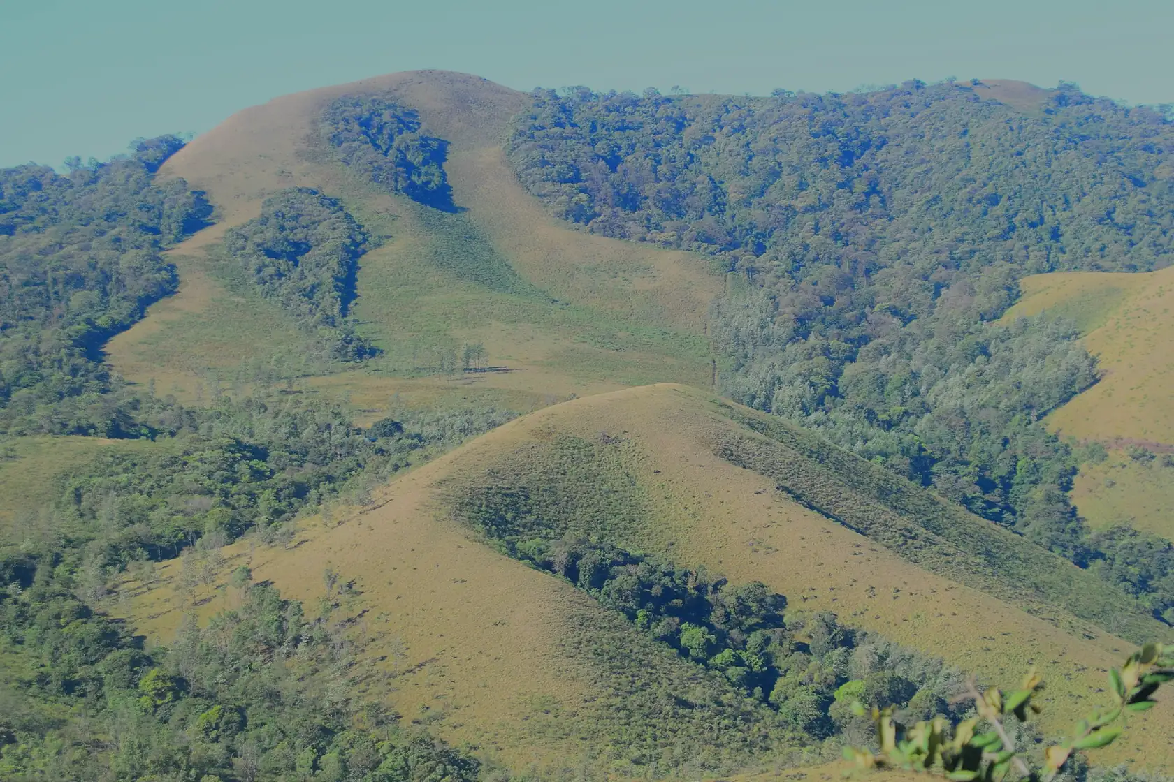 Grassy ridges of the Mullayanagiri range, Chikkamagaluru