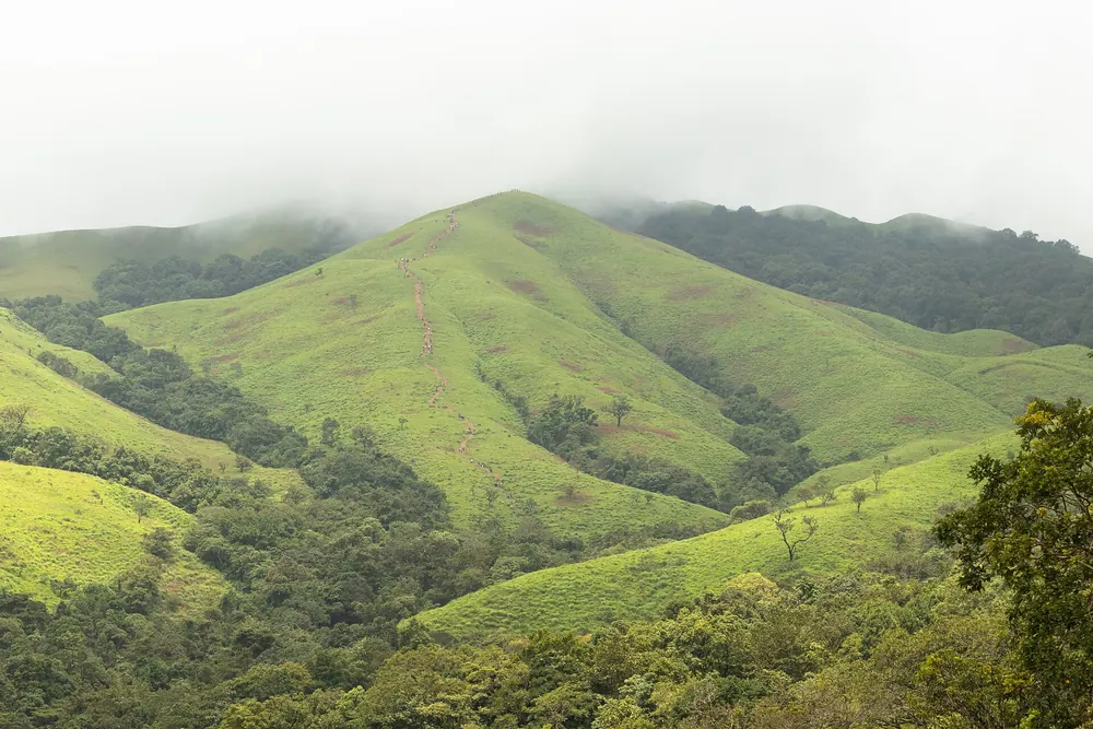 A trekking trail across green, grassy hills in the Western Ghats